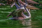 0090-pelicans