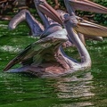 0091-pelicans