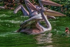 0092-pelicans