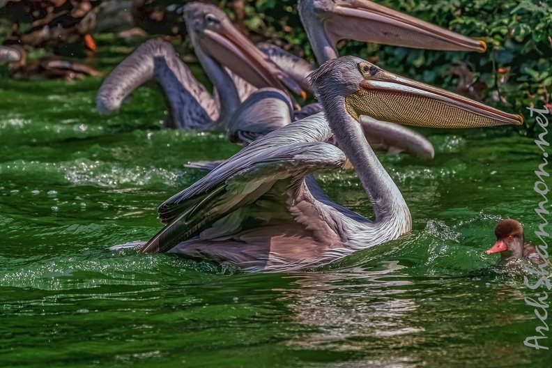 0093-pelicans.jpg