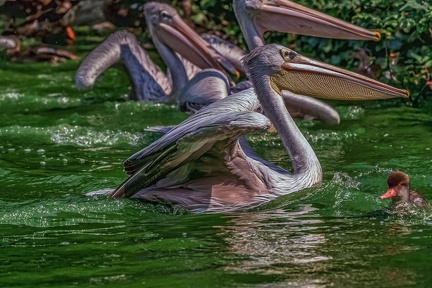 0093-pelicans