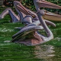 0094-pelicans