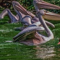 0095-pelicans