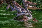 0096-pelicans