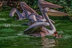 0097-pelicans