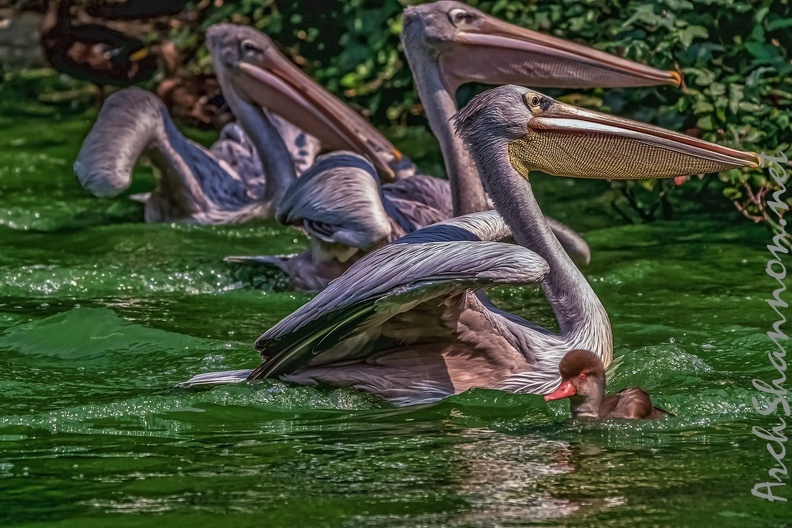 0098-pelicans.jpg