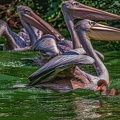 0098-pelicans