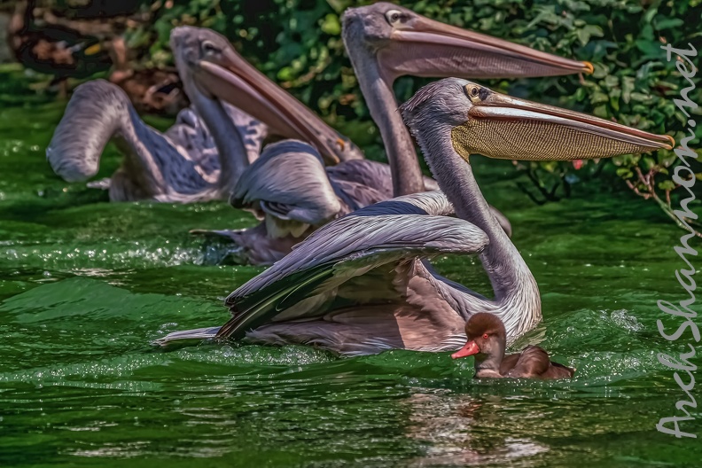 0099-pelicans