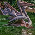 0099-pelicans