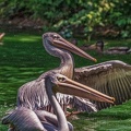 0100-pelicans