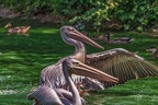 0100-pelicans