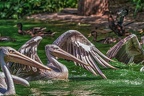 0103-pelicans