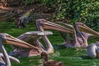 0114-pelicans