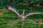 0122-pelicans