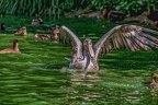 0127-pelicans