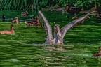 0129-pelicans