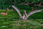 0131-pelicans
