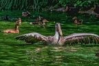 0133-pelicans