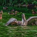 0134-pelicans