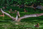 0136-pelicans