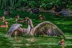 0138-pelicans