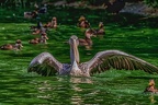 0142-pelicans