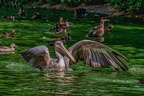 0156-pelicans