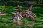 0157-pelicans