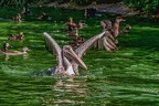 0159-pelicans