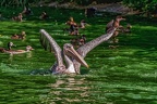 0160-pelicans
