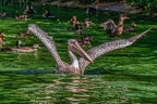 0162-pelicans