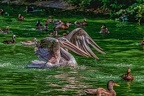 0169-pelicans
