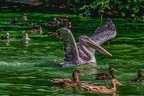 0179-pelicans