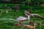 0182-pelicans