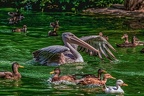 0189-pelicans