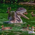 0192-pelicans