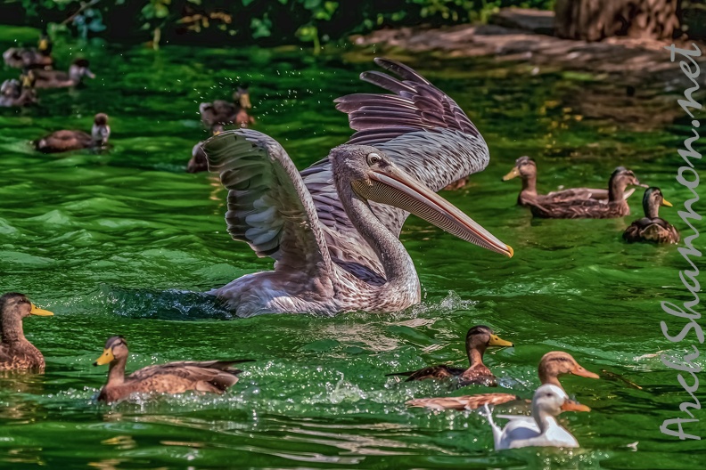 0193-pelicans.jpg