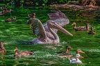 0193-pelicans