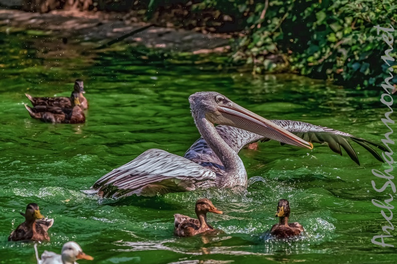 0195-pelicans.jpg