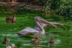 0195-pelicans