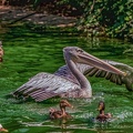 0196-pelicans