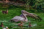 0196-pelicans