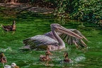 0197-pelicans