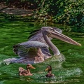 0200-pelicans