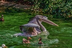 0200-pelicans