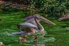 0201-pelicans