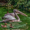 0202-pelicans
