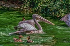 0202-pelicans