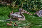 0203-pelicans