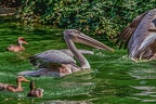 0205-pelicans